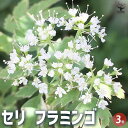 【P2倍★マラソン期間中】セリ フラミンゴ 【花苗 3号ポット】花苗 花の苗 花 苗 カラーリーフ セリ フラミンゴ 寄せ植え 寄植