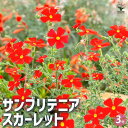 【ポイント2倍★マラソン期間】サンブリテニア スカーレット 花苗 3号ポット 花苗 花の苗 サンブリテニア 鉢植え 地植え お祝い 育て方 育てやすい 送料無料...