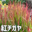 【P2倍★マラソン期間中】紅チガヤ 【花苗 3号ポット】花苗 花の苗 紅チガヤ ベニチガヤ 紅茅 レッドバロン カワラチガヤ ジャパニーズブラッドグラス