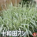 【P2倍★マラソン期間中】十和田アシ 【花苗 3号ポット】アシ 花木 花木の苗 花の苗 花壇 ミニビオトープ ガーデニング 庭植え 地植え 鉢植え