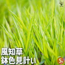 【送料無料】風知草 ( フウチソウ ) 斑入 鉢色見計い 花苗 5号鉢 1個売り カラーリーフの苗 カラーリーフ ノシラン 風知草 フウチソウ 裏葉草 ウラハグ...