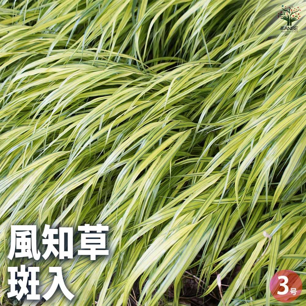 楽天市場】風知草鉢の通販