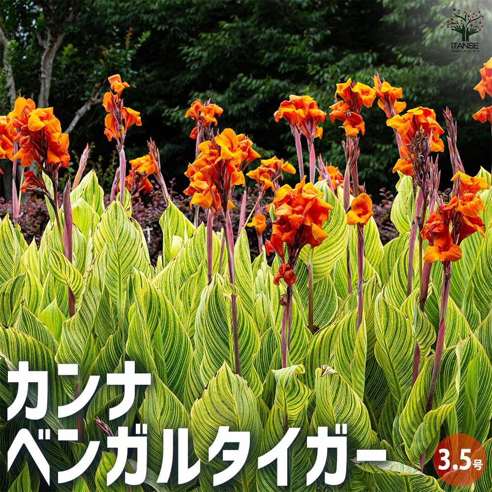 【送料無料】カンナ ベンガルタイガー 【花苗 3.5号ポット／1個売り】花苗 花の苗 カンナ ベンガルタイガー ハナカンナ ラッパソウ 情熱 熱帯 真夏 葦 アシ 暑さに強い 宿根草のサムネイル