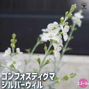 【P2倍★マラソン期間中】ゴンフォスティグマ シルバーウィル 【花苗 2.5〜3号ポット】花木の苗 花の苗 ゴンフォスティグマ シルバーウィル 鉢植え 地植え