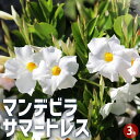 【P2倍★マラソン期間中】マンデビラ サマードレス 【花苗 3号ポット】花木 花の苗 花木の苗 多年草 ツル性