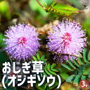 【P2倍★マラソン期間中】おじぎ草 【花苗 3号ポット】花木の苗 花の苗 おじぎ草 オジギソウ 初心者 鉢植え 地植え プレゼント