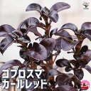 【P2倍★マラソン期間中】コプロスマ カールレッド 【花苗 2.5号ポット】カラーリーフ coprosma アンティーク オージープランツ シンボルツリー