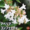 【ポイント2倍★マラソン期間】アベリア コンフェッティ 花木苗 2.5号ポット 花の苗 スイカズラ ガーデニング 庭木 植木 花木 送料無料 即納