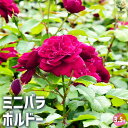 【P2倍★マラソン期間中】ミニ薔薇 ボルドー 【花苗 3.5号鉢】バラ苗 バラの苗 薔薇苗 薔薇の苗 花苗 花の苗 ローズガーデン イングリッシュガーデン ro...