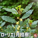 【ポイント2倍★マラソン期間】月桂樹 ( ゲッケイジュ ) ローリエ 花木苗 6号ポット 1個売り ローリエ ローレル ハーブ 料理 月桂樹 送料無料 即納