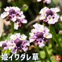 【送料無料】姫イワダレ草 ( ヒメイワダレソウ ) 花苗 3号ポット 花木苗 花木の苗 花の苗 花苗 イワダレ草 岩垂草 ヒメイワダレソウ 踏圧耐性 クマツヅラ...