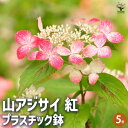 【送料無料】山アジサイ 紅 プラ鉢 花木苗 5号鉢 1個売り 花木 花木の苗 花の苗 ヤマアジサイ 山紫陽花 沢紫陽花 送料無料 即納