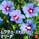 【P2倍★マラソン期間中】ムクゲ マリーナ 【花苗 5号ポット/1個売り】ローズオブシャロン ハチス キハチス モクゲ