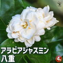 【P2倍★マラソン期間中】ジャスミン アラビアジャスミン 八重 【花苗 4号ポット】花苗 花の苗 ジャスミン 寄植え 地植え 鉢植え 庭植え 庭作り 玄関