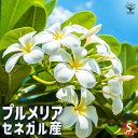 【送料無料】プルメリアの苗 セネガル産 Sサイズ 花木苗 Sサイズポット 1個売り プルメリア プルメリアの苗木 インドソケイ キョウチクトウ ハワイアン レイ フラワー 花苗 花の苗シンボルツリー 記念樹 送料無料 即納