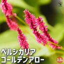 【P2倍★マラソン期間中】ペルシカリア ゴールデンアロー 【花苗 3.5号ポット】花の苗 カラーリーフ グランドカバー ハンギング