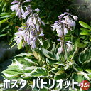 【P2倍★マラソン期間中】ホスタ パトリオット 【花苗 3.5号ポット/1個売り】ギボウシ 擬宝珠 シェードガーデン 花の苗