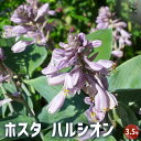 【P2倍★マラソン期間中】ホスタ ハルシオン 【花苗 3.5号ポット/1個売り】ギボウシ 擬宝珠 シェードガーデン 花の苗