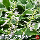 【P2倍★マラソン期間中】ホスタ フランシー 【花苗 3.5号ポット/1個売り】ギボウシ 擬宝珠 シェードガーデン 花の苗