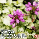 【P2倍★マラソン期間中】ラミウム ビーコンシルバー 【花苗 3号ポット】花の苗 花 苗 カラーリーフの苗 カラーリーフ 踊子草 オドリコソウ