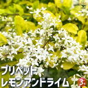 【P2倍★マラソン期間中】プリペット レモンアンドライム 【花木苗 3号ポット】花の苗 花木 庭木 地植え 鉢植え ガーデニング