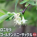 【P2倍★マラソン期間中】ロニセラ ゴールデンハニーサックル 【花木苗 3.5号ポット】花木の苗 庭木の苗 庭木苗 ロニセラ ガーデンクラウド ボックス ハニー...