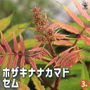 【P2倍★マラソン期間中】ホザキナナカマド セム 【花木苗 3号ポット】花木 花木苗 ホザキナナカマド 穂咲七竃 ソルバリア 穂咲き 山野草 バラ科