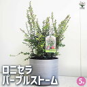 【P2倍★マラソン期間中】ロニセラ パープルストーム 【花木苗 5号鉢/1個売り】花木の苗 庭木の苗 庭木苗 ロニセラ ガーデンクラウド ボックス ハニーサック...