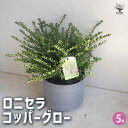 【P2倍★マラソン期間中】ロニセラ コッパーグロウ/モーンガータ ラウンド Sサイズ グレイ付き 【花木苗 5号/1個売り】花木の苗 庭木の苗 庭木苗 ロニセラ...