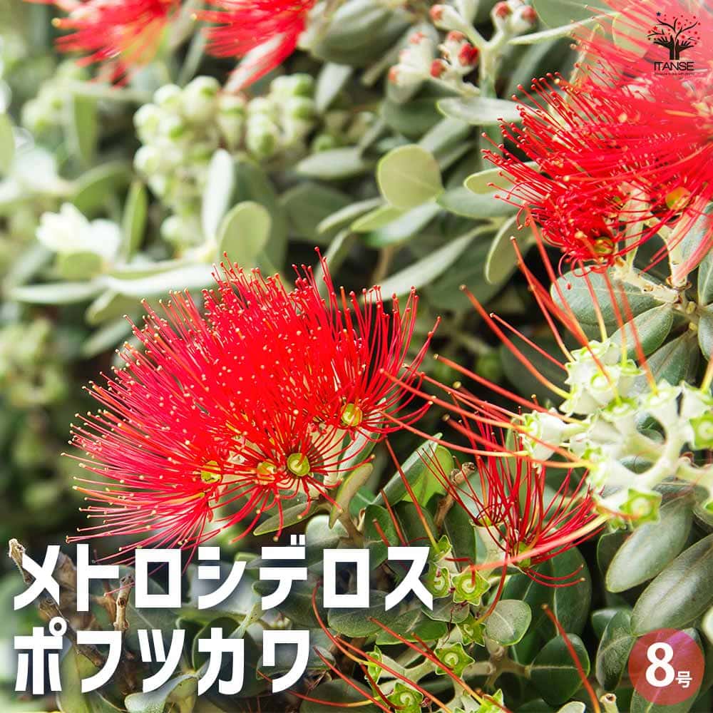 楽天市場】クリスマスツリー 苗の通販 楽天市場】クリスマスツリー 苗の通販