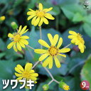 【送料無料】ツワブキ 花苗 9cm 花苗 花の苗 花 苗 草 葉 カラーリーフ ツワブキ Farfugium japonicum キク つわぶき 送料無料 即納
