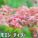【送料無料】モミジ テイラー 花木苗 3.5号 1個売り 送料無料 即納