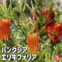 【P2倍★マラソン期間中】バンクシア エリキフォリア 【花木苗 5号/1個売り】