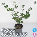 【P2倍★マラソン期間中】バンクシア インテグリフォリア 【花木苗 5号/1個売り】