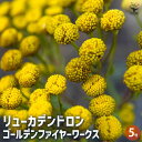 【P2倍★マラソン期間中】リューカデンドロン Gファイヤーワークス 【花木苗 5号/1個売り】