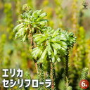 【P2倍★マラソン期間中】エリカ セシリフローラ 角鉢 【花木苗 6号/1個売り】