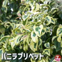 【ポイント2倍★マラソン期間】バニラプリペット 花木苗 7号 1個売り 送料無料 即納