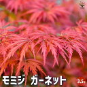 【P2倍★マラソン期間中】モミジ ガーネット 【花木苗 3.5号/1個売り】