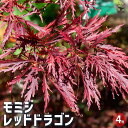 【P2倍★マラソン期間中】モミジ レッドドラゴン 【花木苗 4号/1個売り】