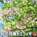 【P2倍★マラソン期間中】紅花枝垂れエゴノキ 【花木苗 3.5号/1個売り】