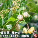 【P2倍★マラソン期間中】健康茶3種セット 杜仲の木・桑茶の木・種無刺梨 【花木苗 4号/1個売り】