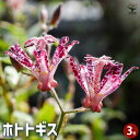 【P2倍★マラソン期間中】ホトトギス 【花苗 3号】