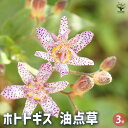 【P2倍★マラソン期間中】ホトトギス 油点草 【花苗 3号】