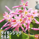 【P2倍★マラソン期間中】大文字草(ダイモンジソウ) ちえみ 【花苗 4.5号/1個売り】