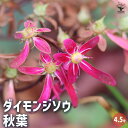 【P2倍★マラソン期間中】大文字草(ダイモンジソウ) 秋葉 【花苗 4.5号/1個売り】