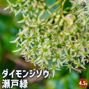 【P2倍★マラソン期間中】大文字草(ダイモンジソウ) 瀬戸緑 【花苗 4.5号/1個売り】