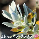 【P2倍★マラソン期間中】エレモフィラ グラブラ 【花木苗 2.5号】