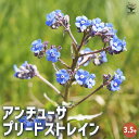 【P2倍★マラソン期間中】アンチューサ プリードストレイン 【花苗 3.5号】