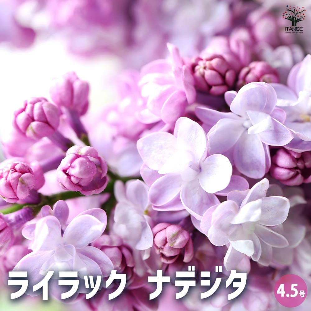 楽天市場】ライラック 苗(花の苗物|苗物):ガーデニング 楽天市場】ライラック 苗(花の苗物|苗物):ガーデニング