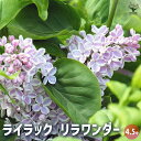 【P2倍★マラソン期間中】ライラック リラワンダー 【花木苗 4.5号】